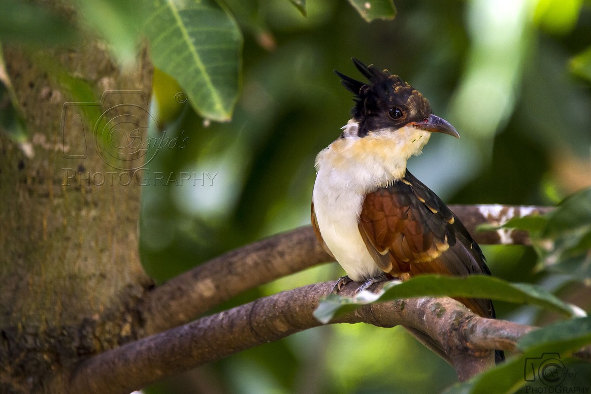 Chestnut-winged Cuckoo - ML381015361