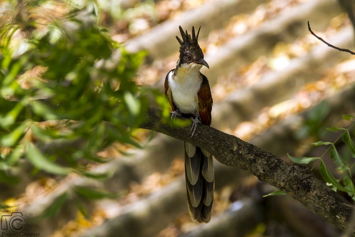 Chestnut-winged Cuckoo - ML381015371