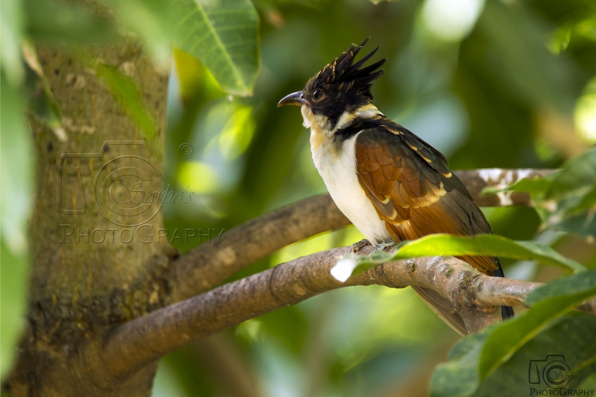 Chestnut-winged Cuckoo - ML381015381