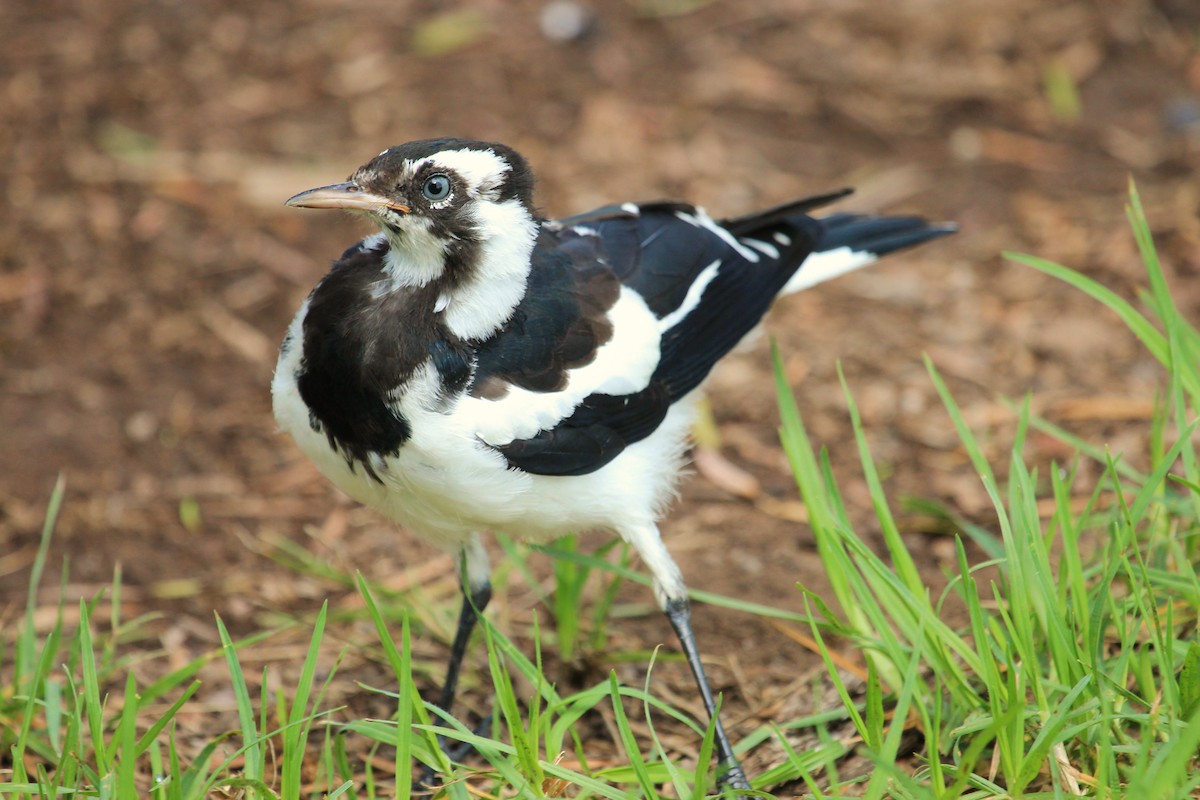 Grallina Australiana - ML38101541