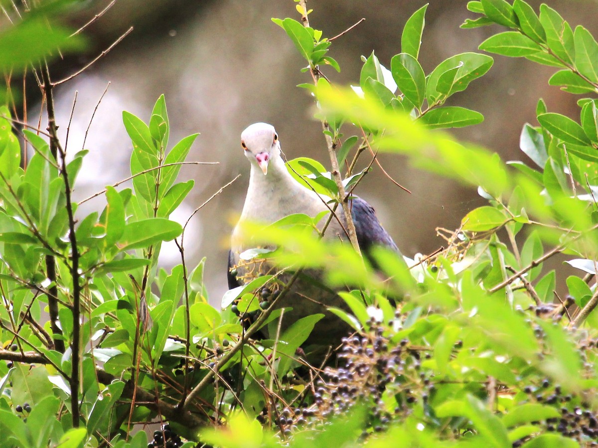 holub běloprsý - ML38101601
