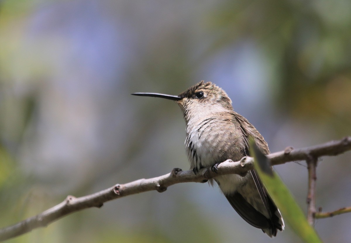 Black-chinned Hummingbird - ML381016861