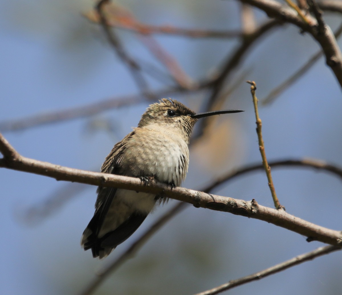 Black-chinned Hummingbird - ML381016871