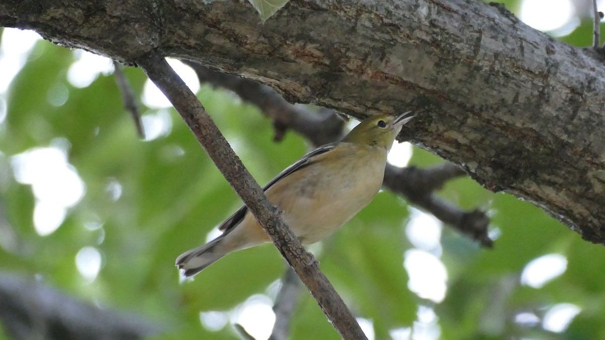 Bay-breasted Warbler - ML381017641
