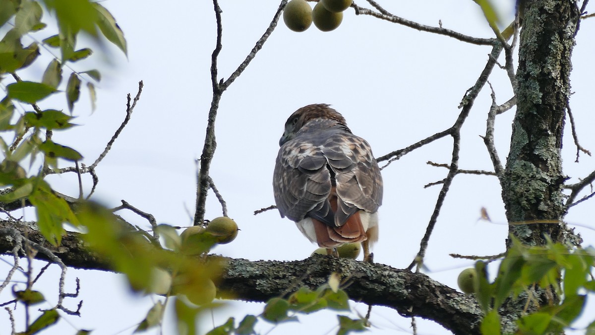 Red-tailed Hawk (borealis) - Avery Fish