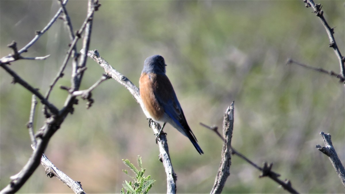 Western Bluebird - ML381020231