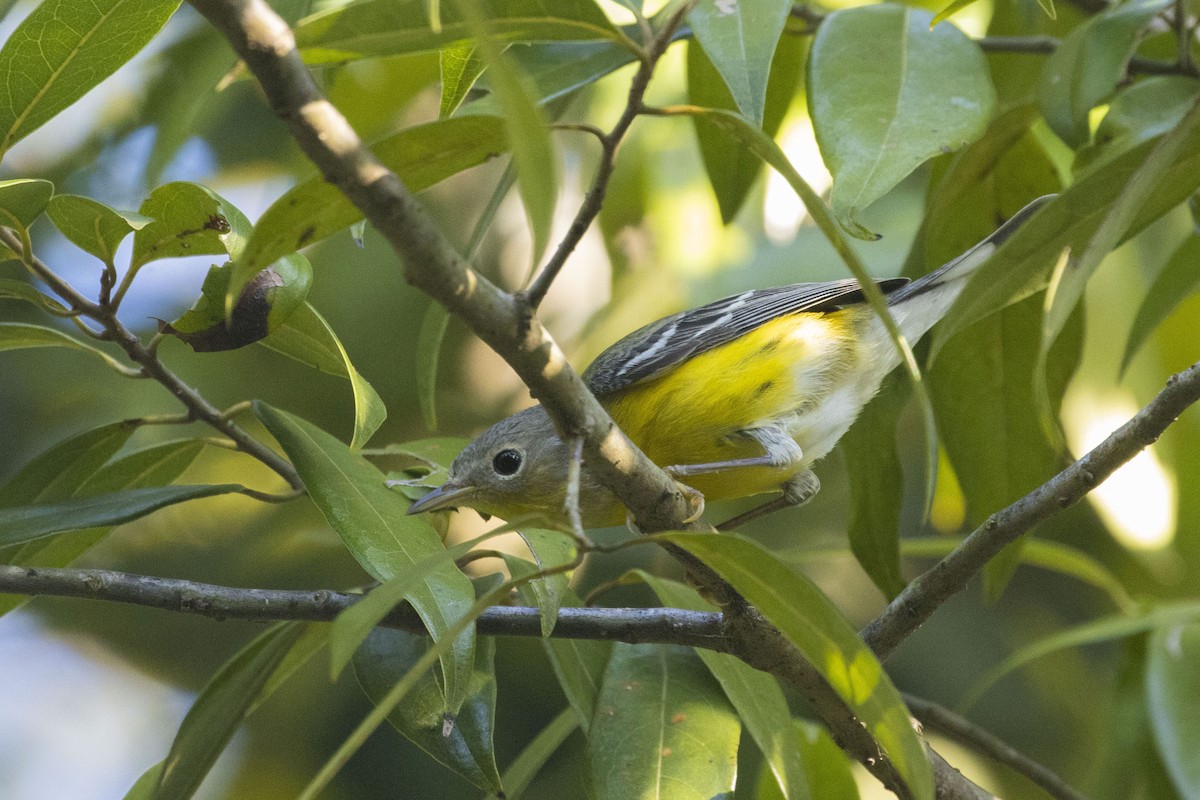 Magnolia Warbler - ML381020751