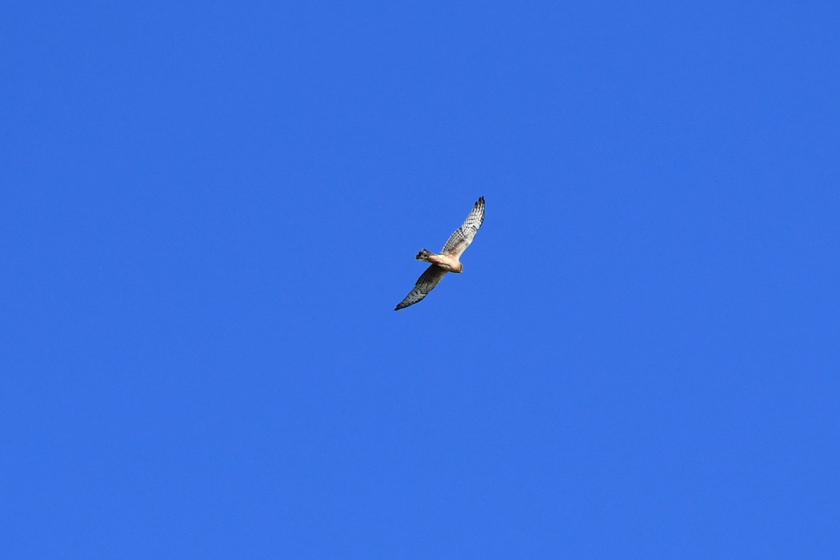 Northern Harrier - ML381020861