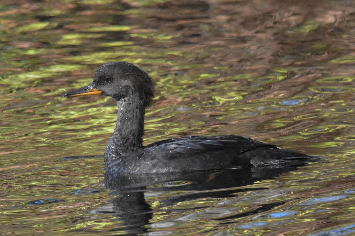 Hooded Merganser - ML381021001