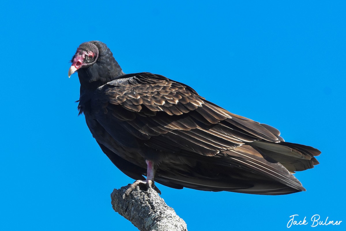 Turkey Vulture - ML381021131