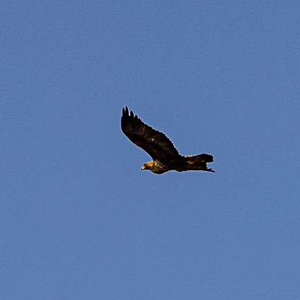 Golden Eagle - ML381021531