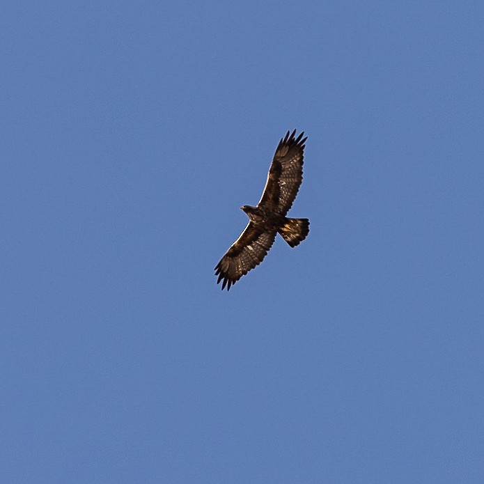 Golden Eagle - ML381021541