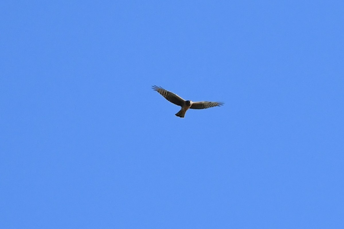 Northern Harrier - ML381021901