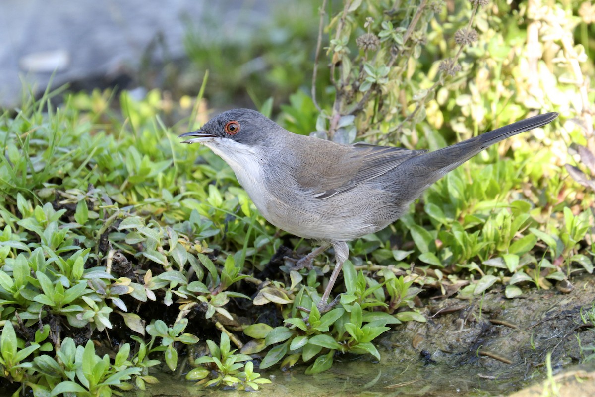 Sardinian Warbler - ML381022461