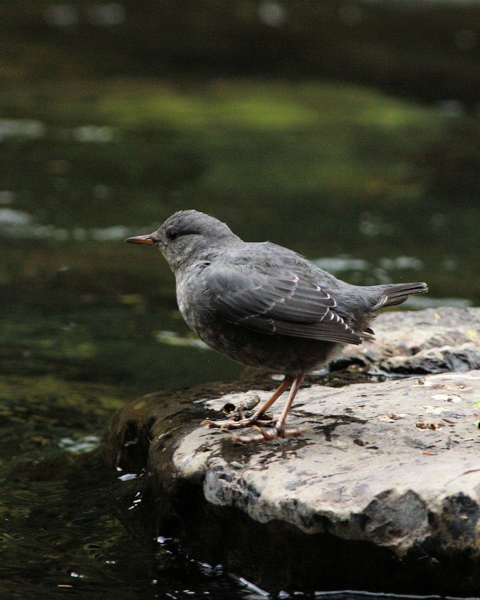 American Dipper - ML38102251