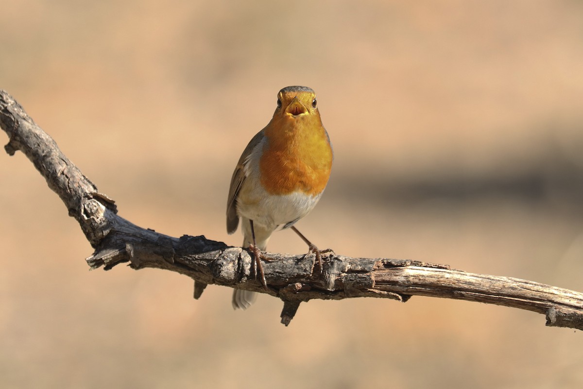 European Robin - ML381022971