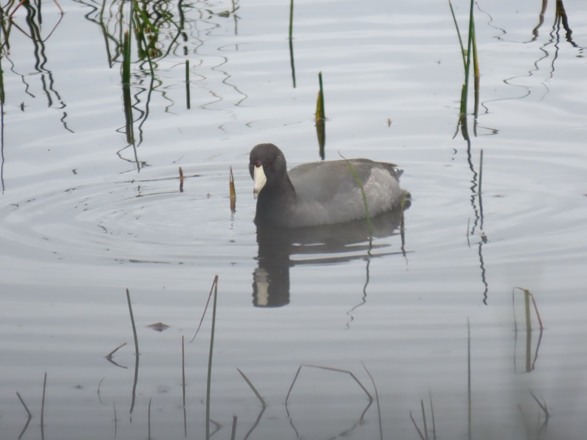 American Coot - ML381027601