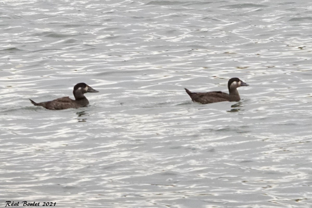 Surf Scoter - ML381027801
