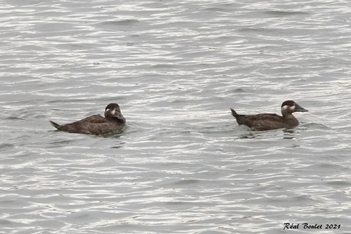 Surf Scoter - ML381027811