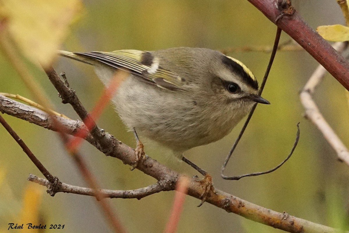 Golden-crowned Kinglet - ML381028081