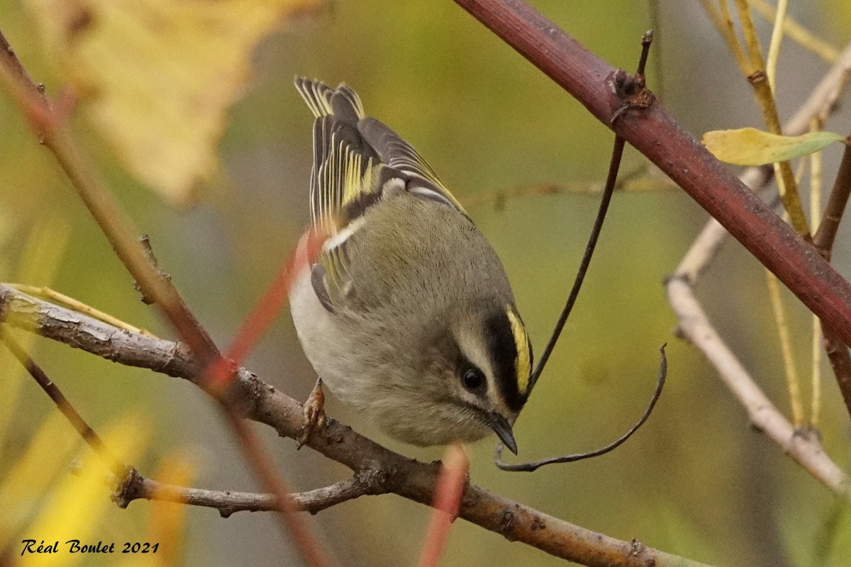 Golden-crowned Kinglet - ML381028091