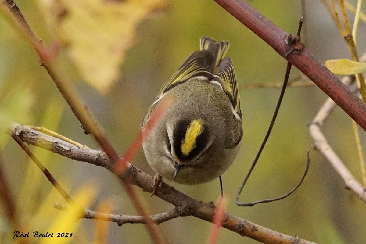 Golden-crowned Kinglet - ML381028101