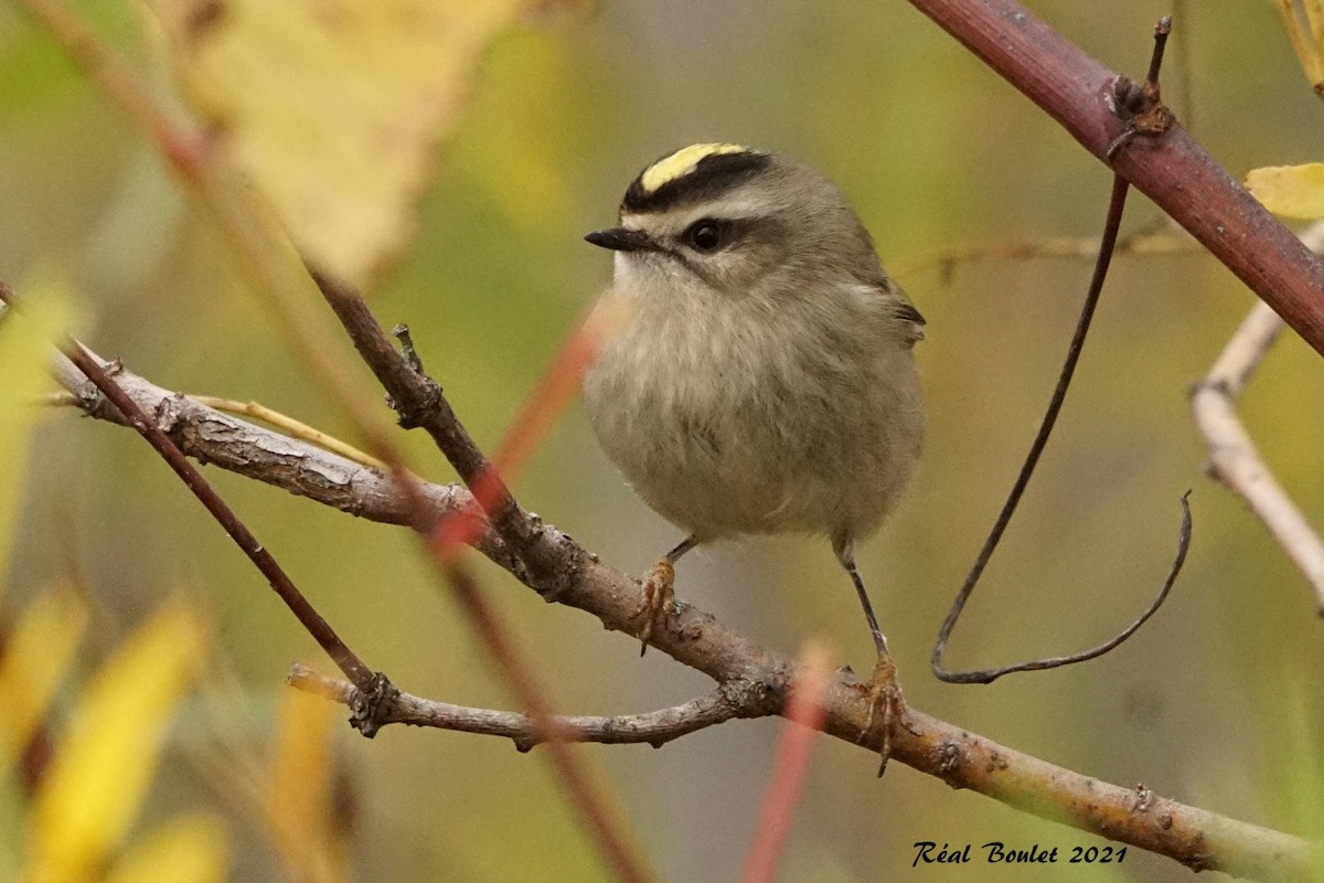 Golden-crowned Kinglet - ML381028111