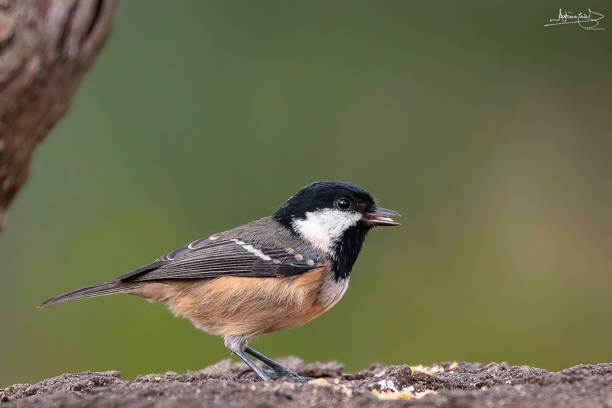 Coal Tit - ML381028601