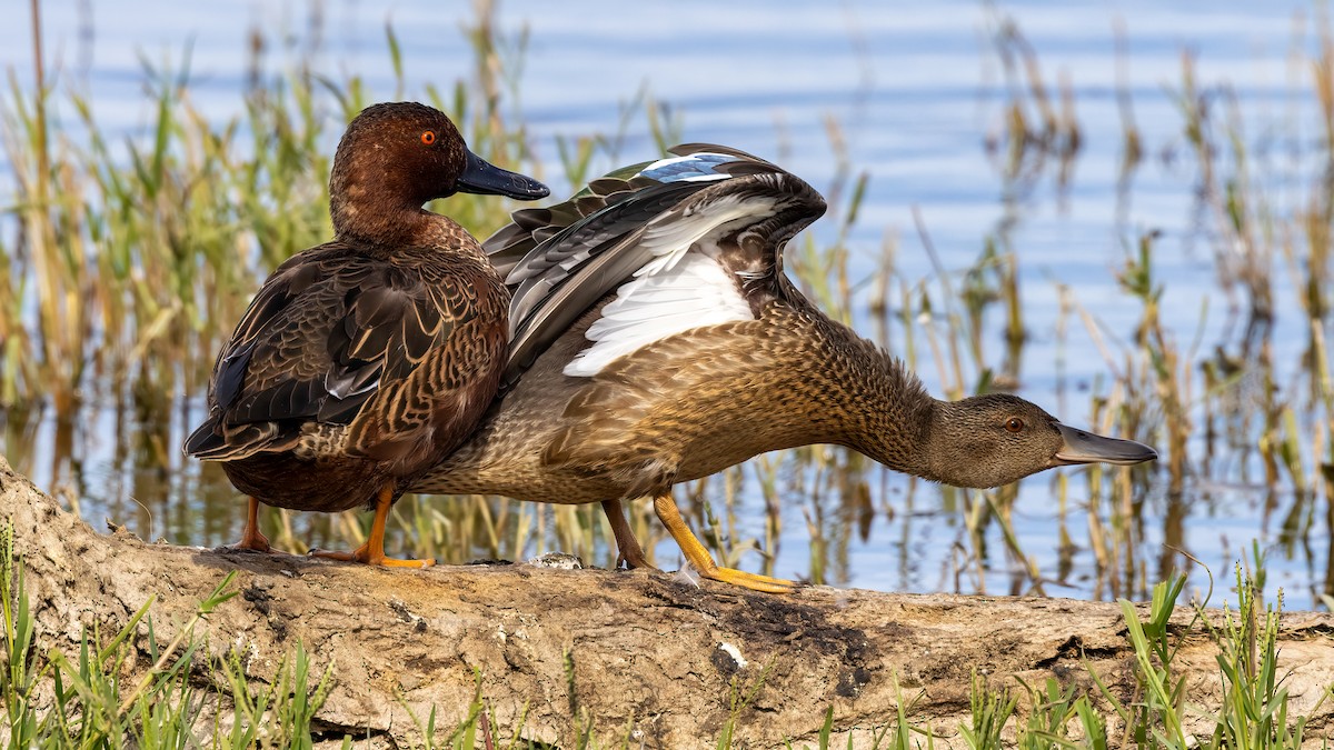 Cinnamon Teal - Jim Gain