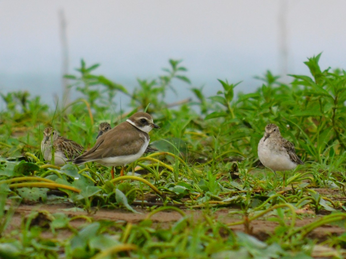 Semipalmated Plover - ML381028721