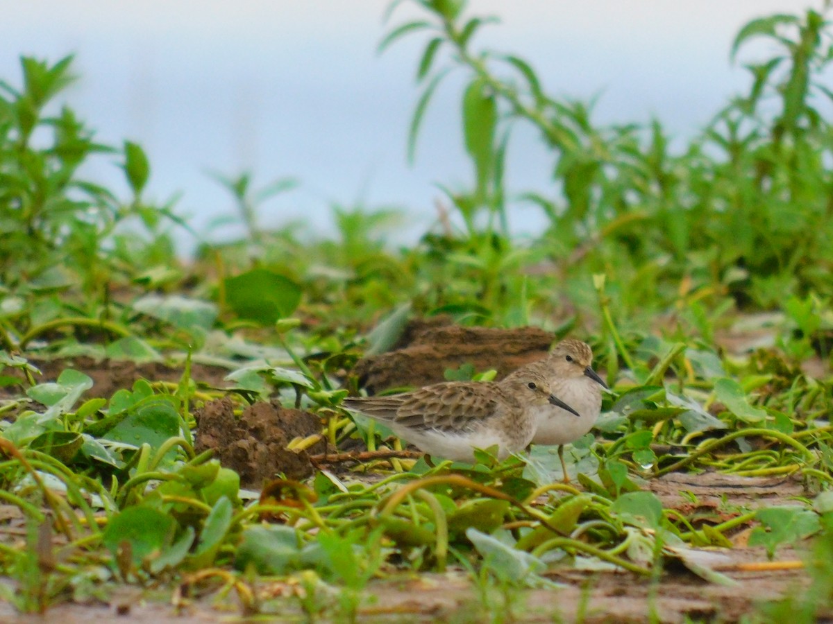 Least Sandpiper - ML381028861