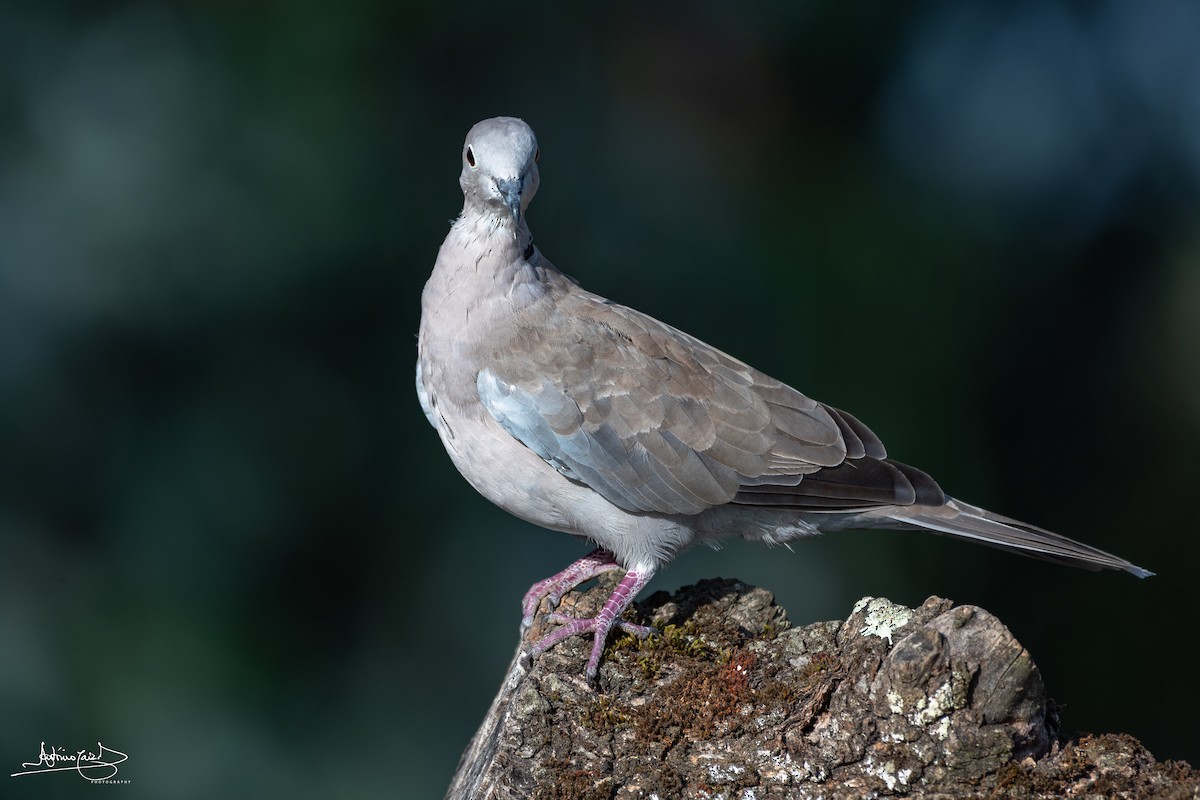 Eurasian Collared-Dove - ML381029361