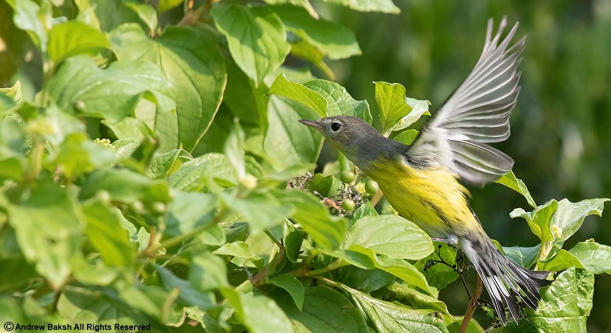 Magnolia Warbler - ML381031841