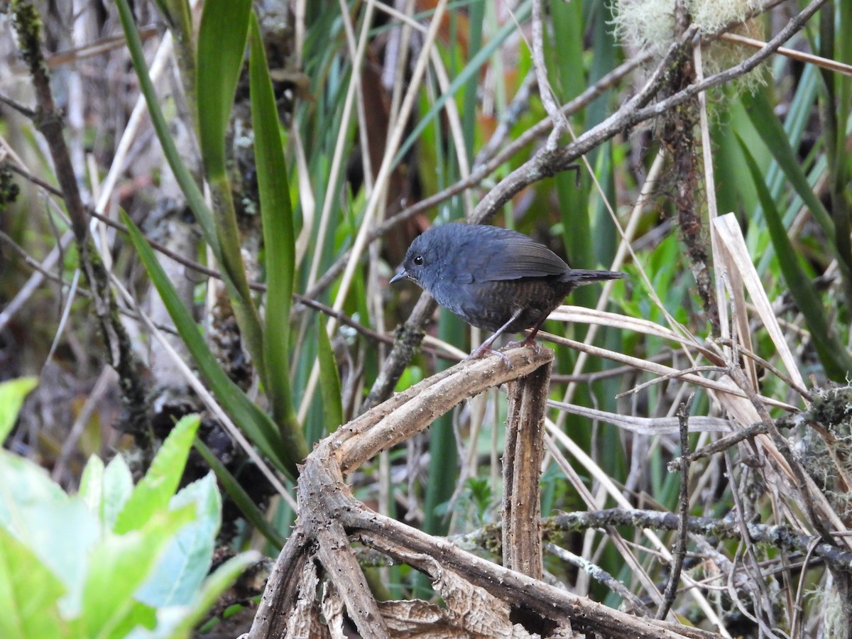 Paramo Tapaculo - ML381036441