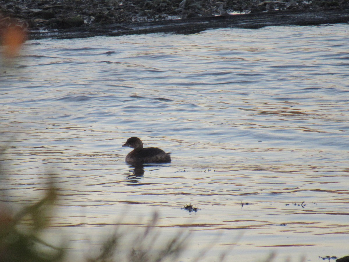 Pied-billed Grebe - ML381037861