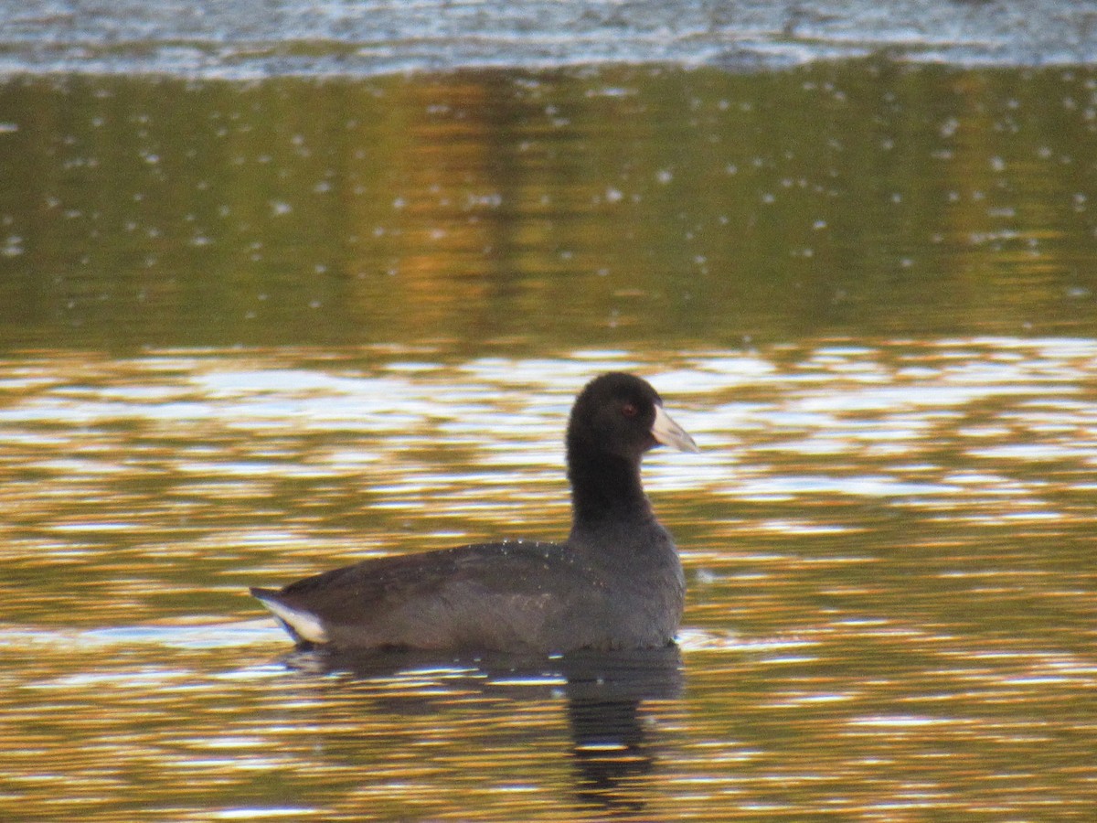 American Coot - ML381037961