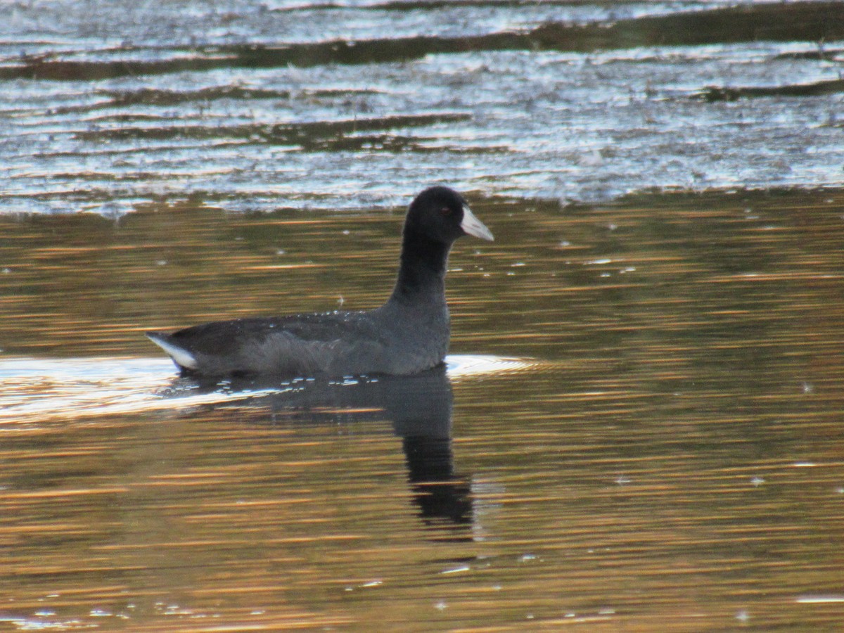 American Coot - ML381037981