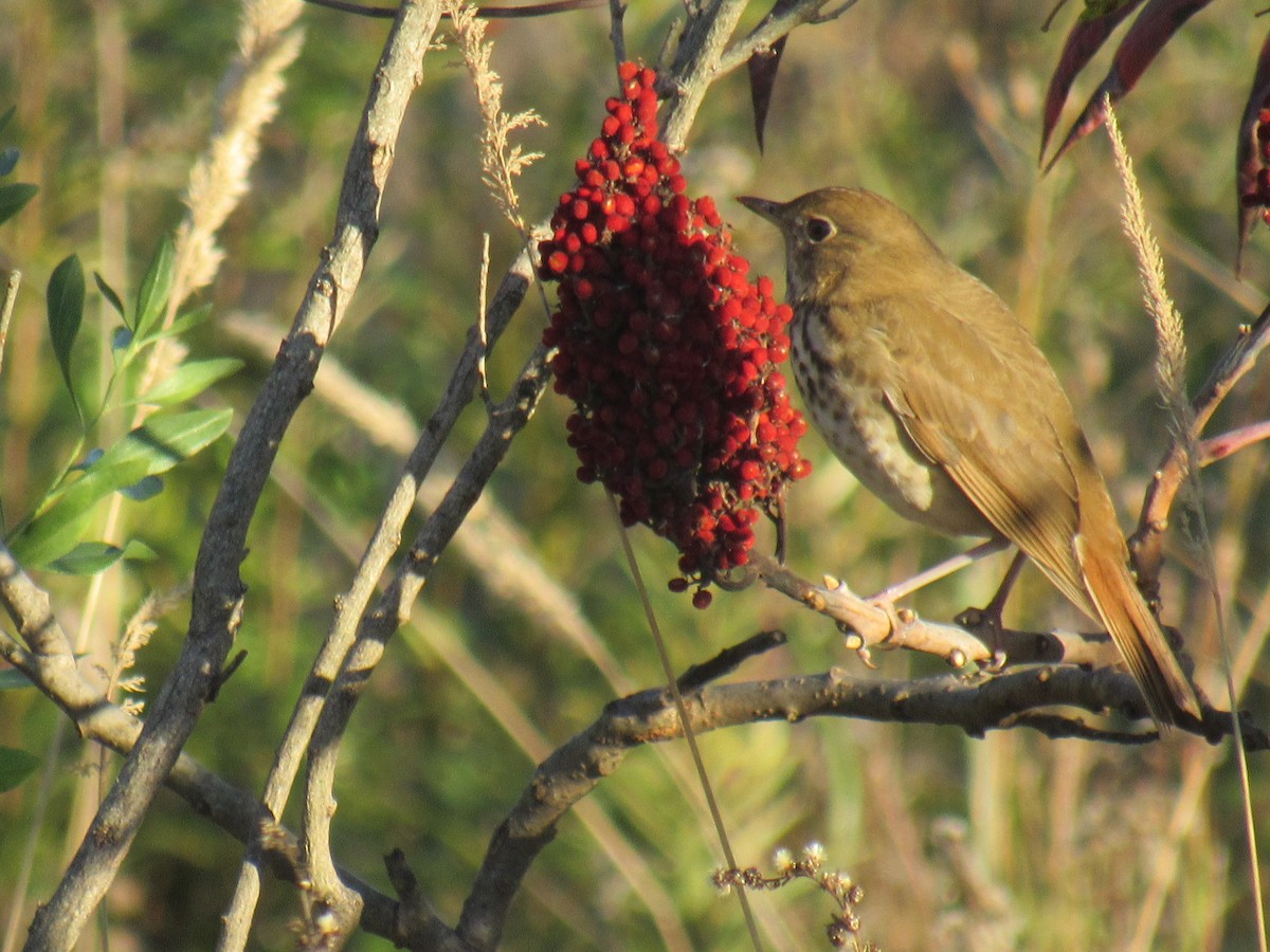 Hermit Thrush - ML381038311