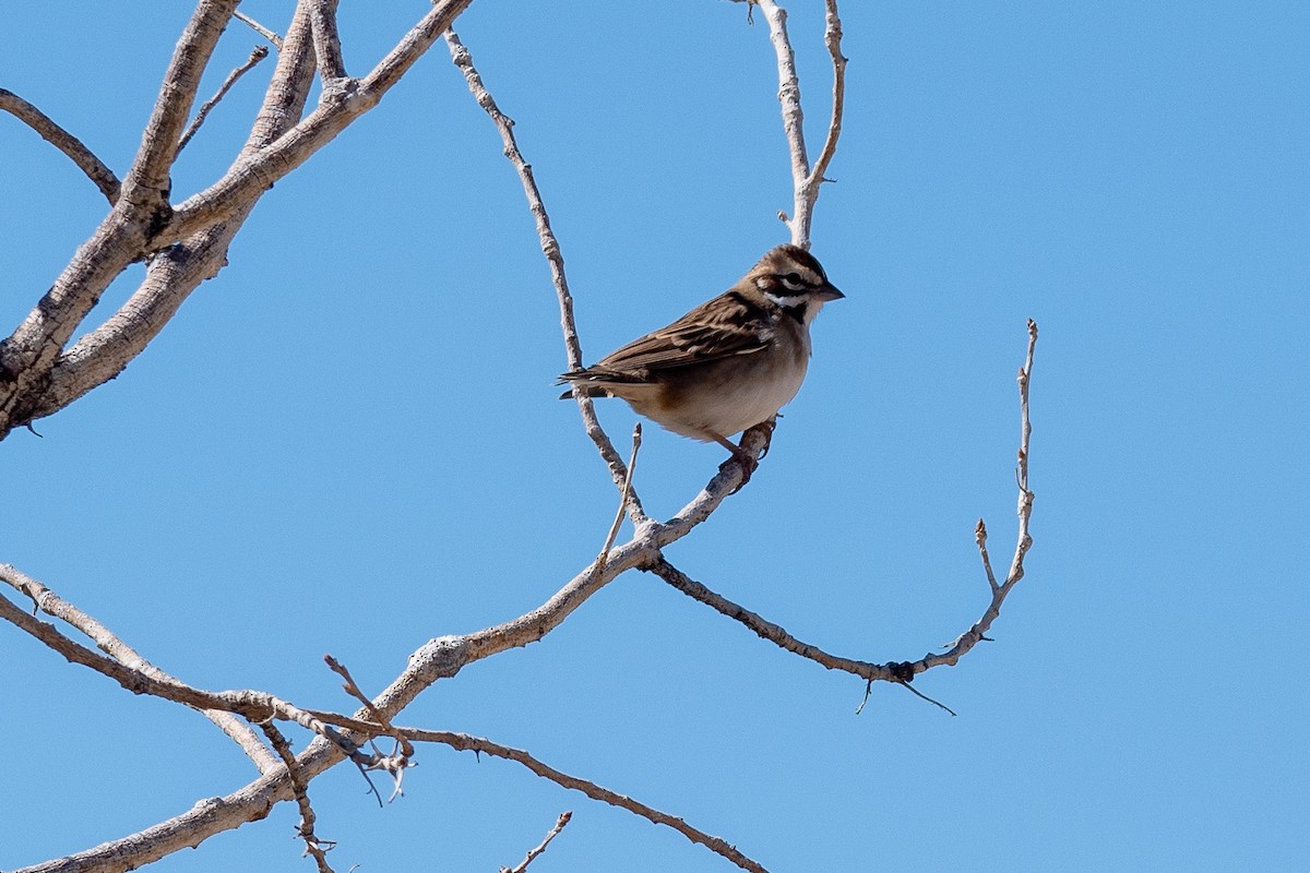 Lark Sparrow - Craig ONeill