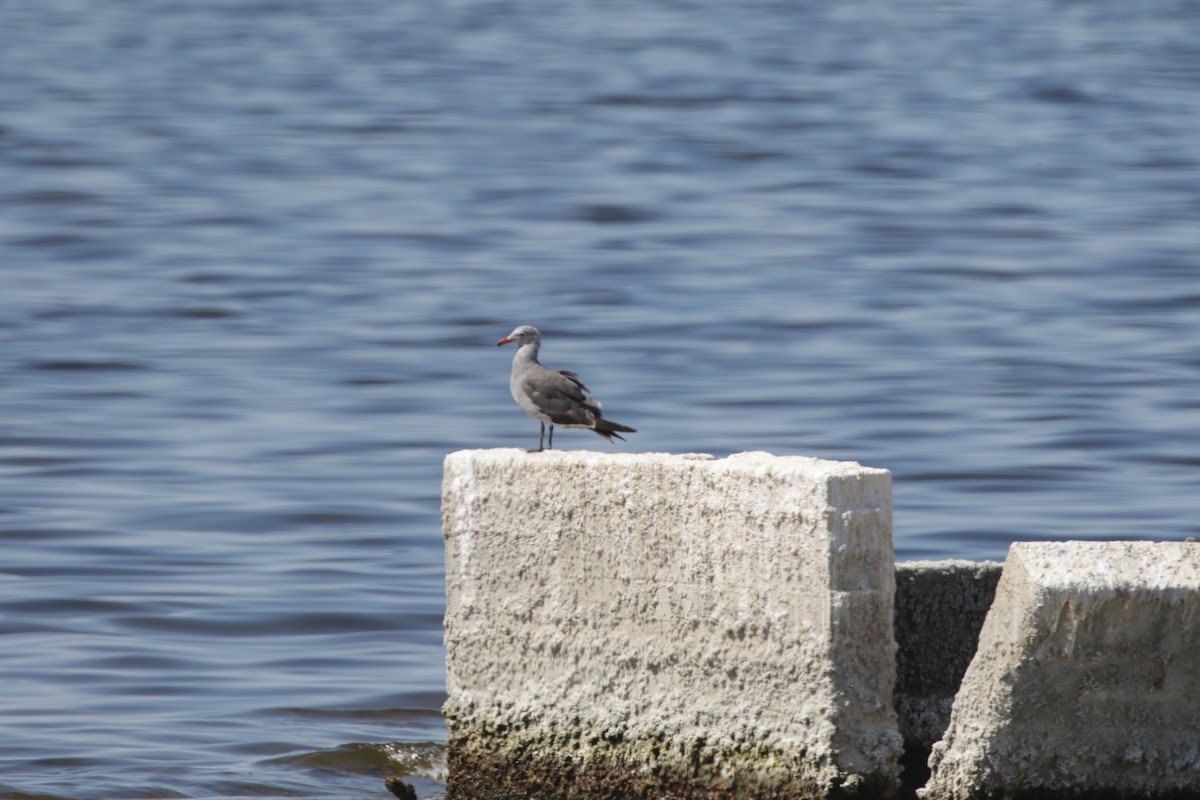 Heermann's Gull - ML381040731