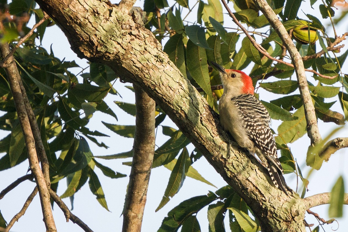 Red-bellied Woodpecker - ML381042321