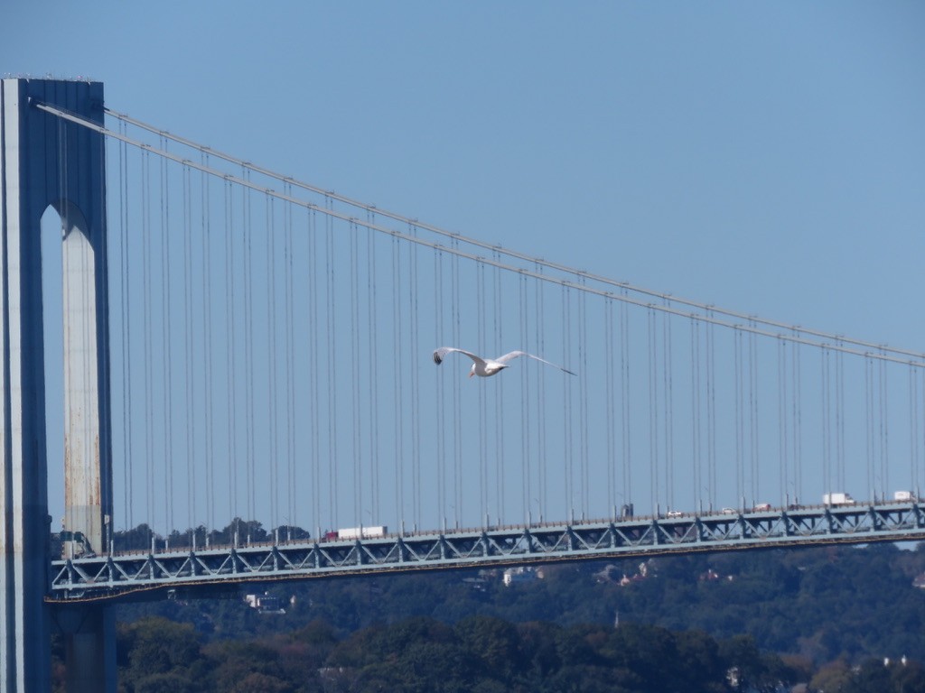 Royal Tern - ML381043071