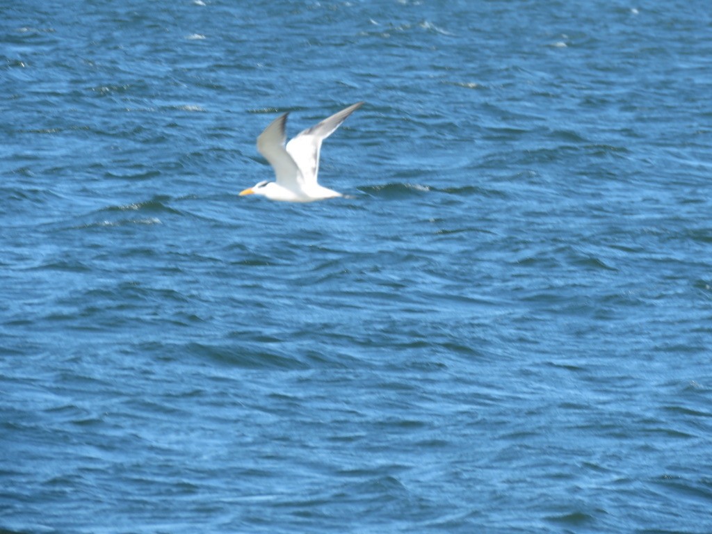 Royal Tern - ML381043101