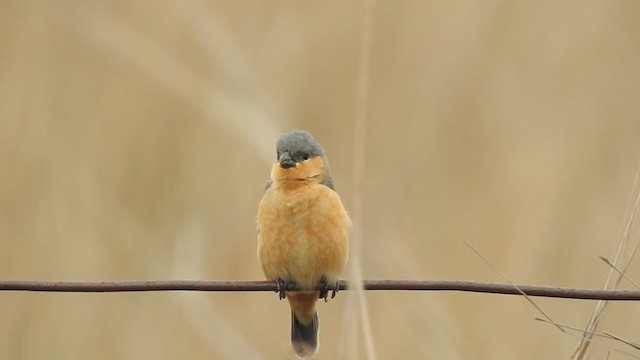 Tawny-bellied Seedeater - ML381046171