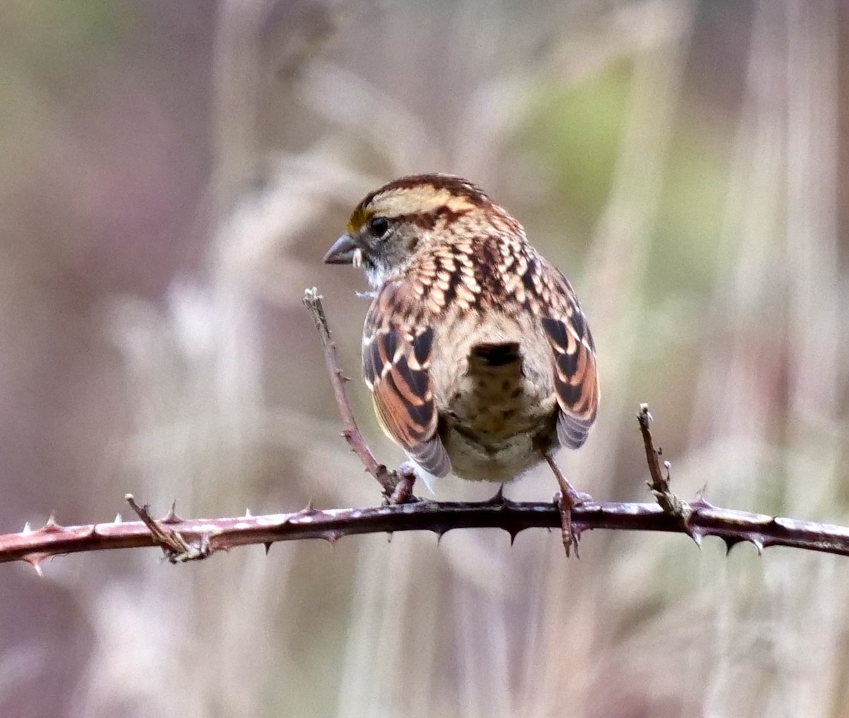 White-throated Sparrow - ML381047071