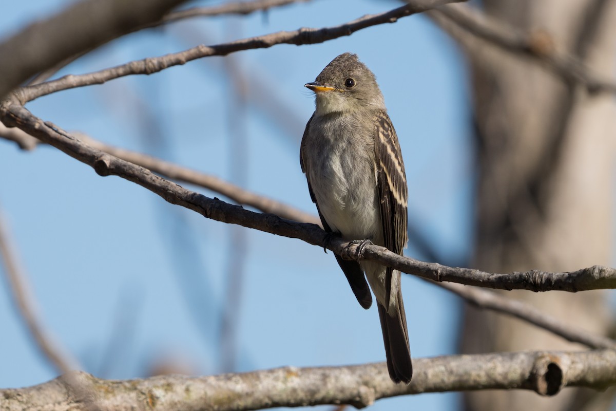 Eastern Wood-Pewee - Old Bird
