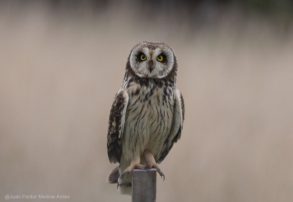 Short-eared Owl - ML381047871
