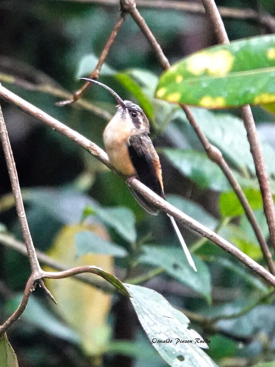 kolibřík dlouhoocasý - ML381047881