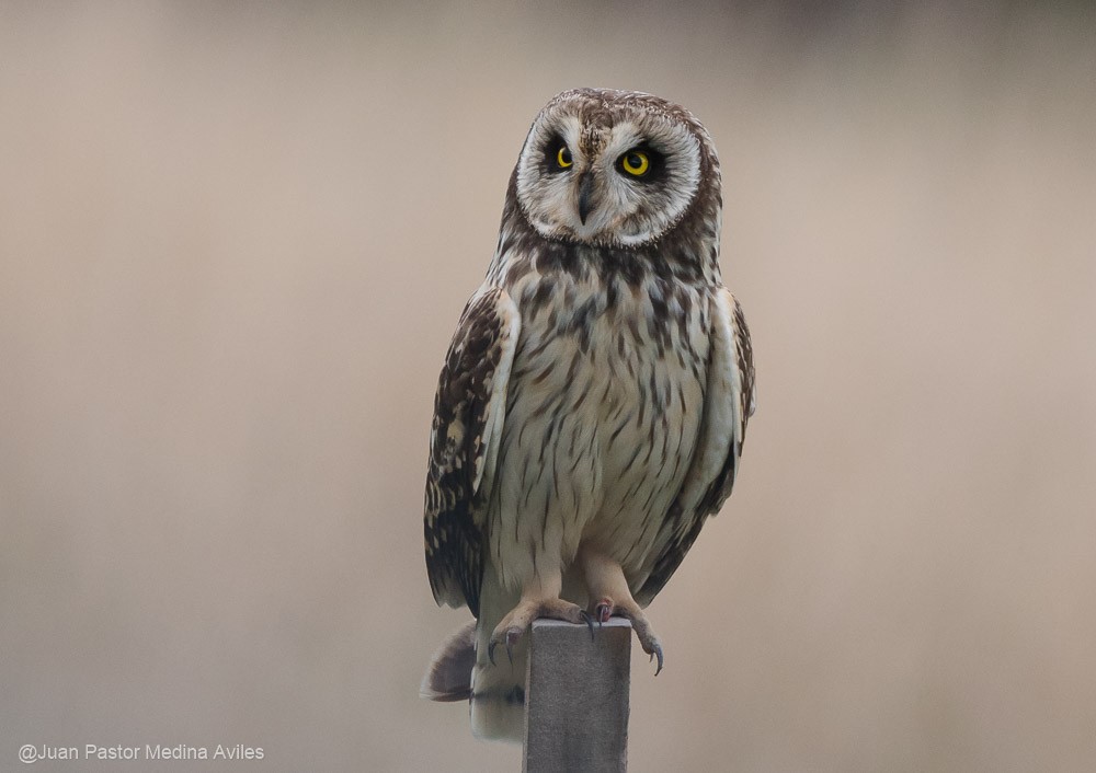 Hibou des marais - ML381047901