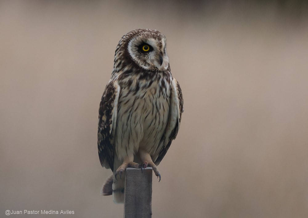 Short-eared Owl - ML381047981